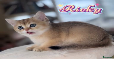 British Shorthair cats - Advert 4
