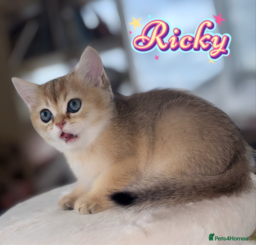 British Shorthair cats for sale: GCCF registered Golden BSH champion line, Boys - Image 5
