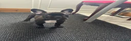 French Bulldog dogs for sale: 3 French bulldog puppies ready to find their home  - Advert 17