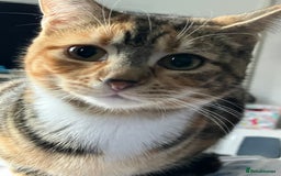 British Shorthair cats for sale: Maggie and cookie - Image 4