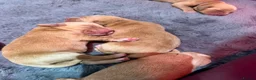 Cockerdor dogs for sale: 🐾 9 BEAUTIFUL COCKERDOR PUPPIES FOR SALE 🐾 - Advert 6