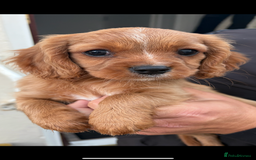 Cavalier King Charles Spaniel dogs for sale: 1 BOY LEFT**** Cavalier King Charles puppies - Image 2