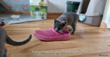 Chartreux cats - Advert 10