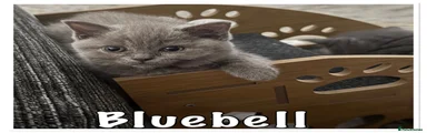 Bluebell 