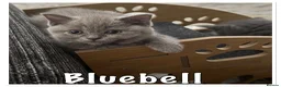 British Shorthair cats for sale: British shorthair x ragdoll - ready now  - Advert 22
