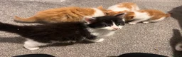 Mixed Breed cats for sale: Ginger, tuxedo and calico kittens - Advert 4