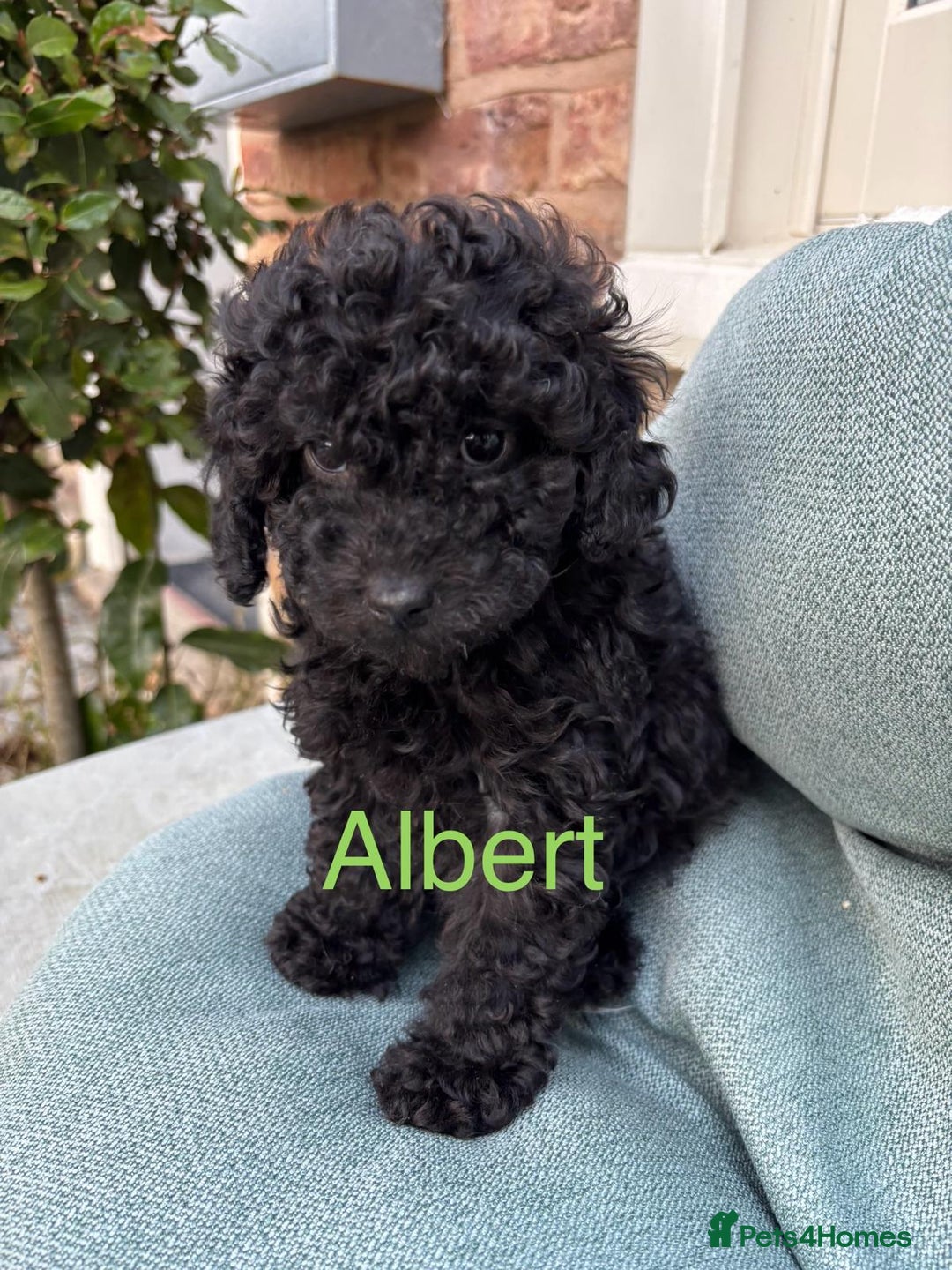 Toy Poodle dogs for sale: ADORABLE ‘ALBERT’ *TOY POODLE*BOY*PUP ready now - Advert 8