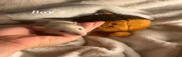 Rat rodents for sale: Baby rats  - Advert 10