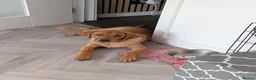 Labrador Retriever dogs for sale: Beautiful 5 month Labrador Puppy for Loving Home in Brentwood - Advert 8