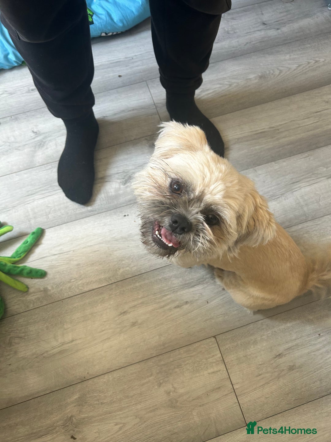 Shih Tzu dogs for sale: Shih tzu  - Image 3