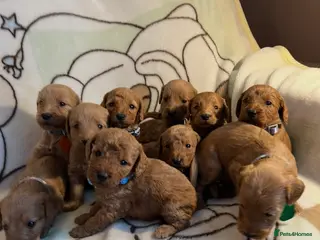 Labradoodle dogs Labradoodle Fox Red♥️Health Check - Advert 3