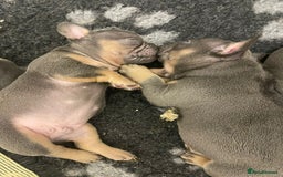 French Bulldog dogs for sale: French Bulldog Puppies Looking for  Forever Homes! - Image 3