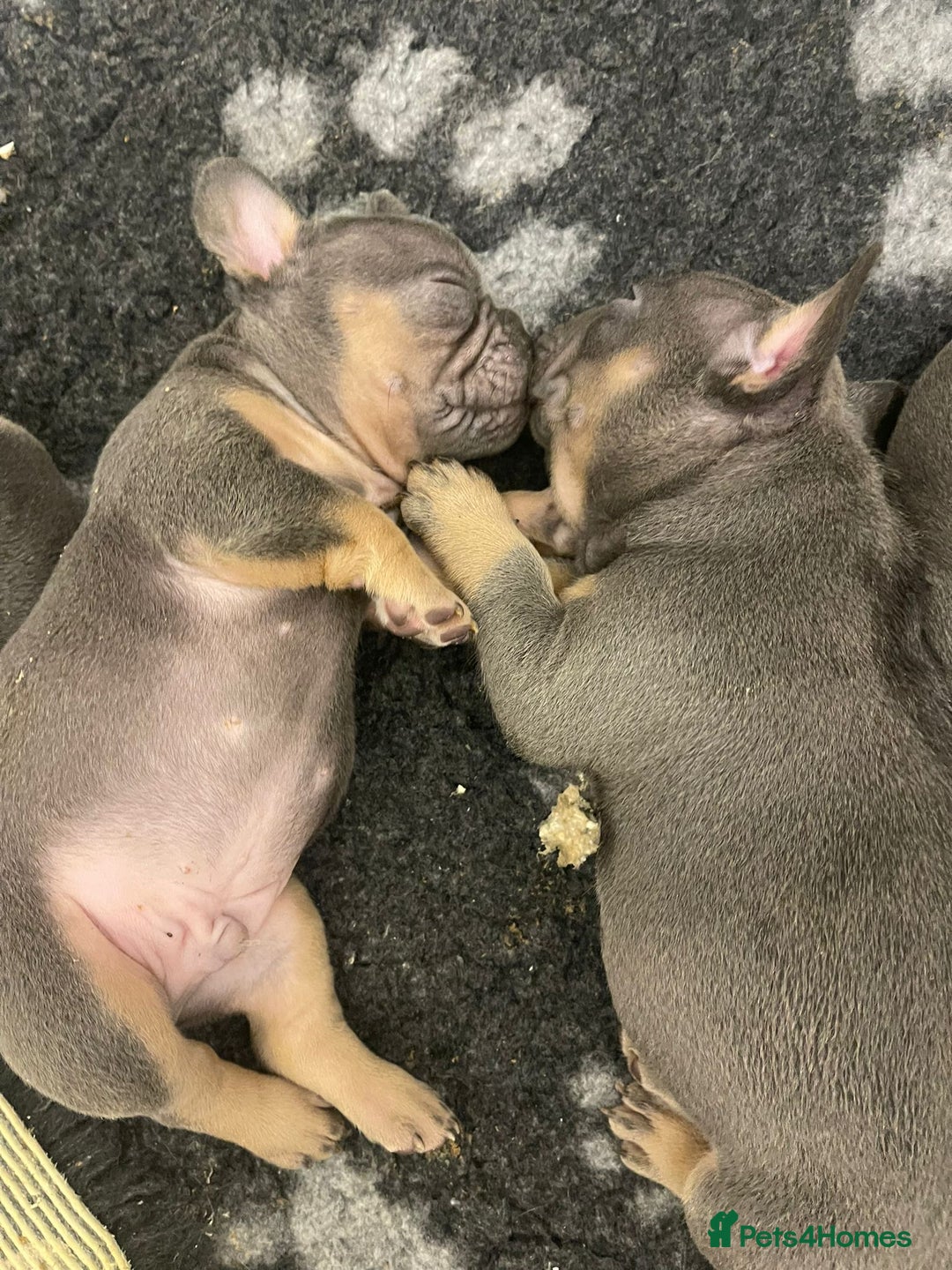 French Bulldog dogs for sale: French Bulldog Puppies Looking for  Forever Homes! - Image 3