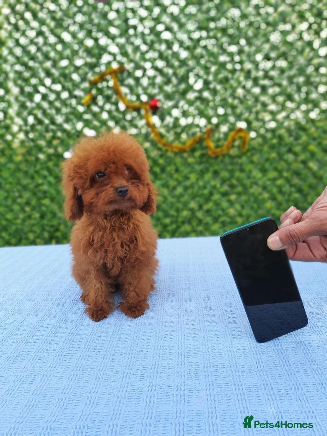 Toy Poodle dogs for sale: Asian toy poodle boy  - Advert 4