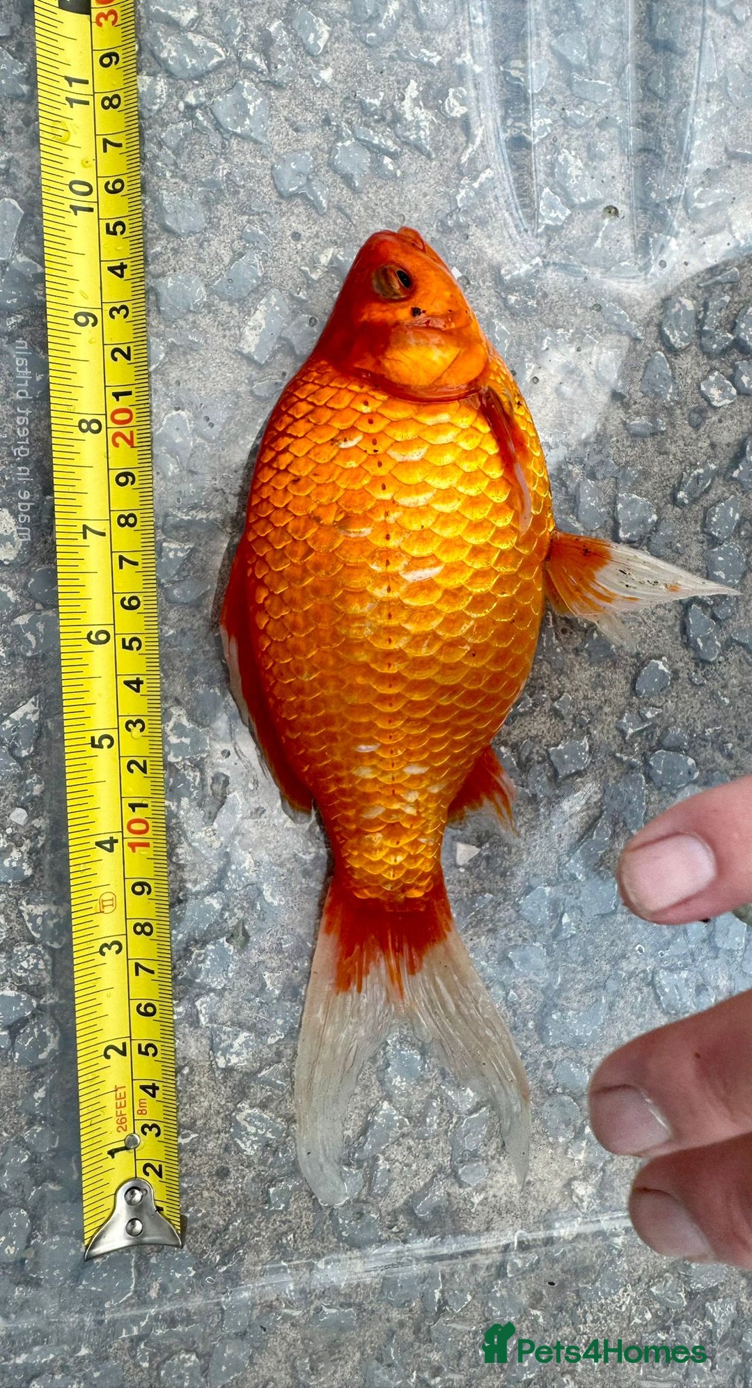 Koi Carp fish for sale: Koi for Sale - Image 4