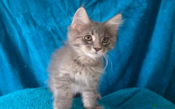 Maine Coon cats for sale: Maine coon kittens ready  - Image 12