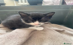 Domestic Shorthair cats for sale: Adorable Black & White Kittens  - Image 12