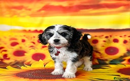 Cockapoo dogs for sale: ⭐️RARE Silver Phantom, VET ✅ & DNA CLEAR Cockapoo - Image 5