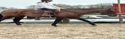 Irish Thoroughbred horses for sale: Super safe teenager dream horse  - Advert 27
