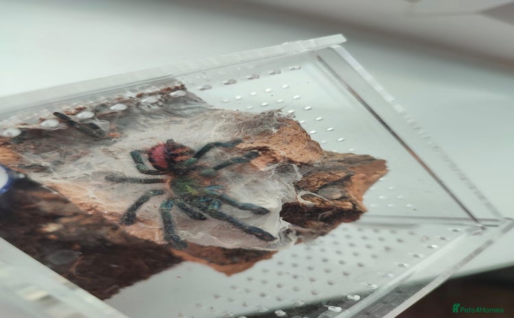 Tarantulas invertebrates - Advert 1
