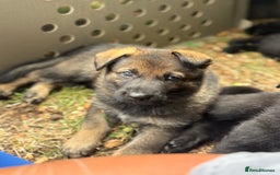German Shepherd dogs for sale: Vonlisand M-litter - Image 1