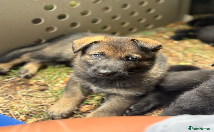 German Shepherd dogs - Advert 4