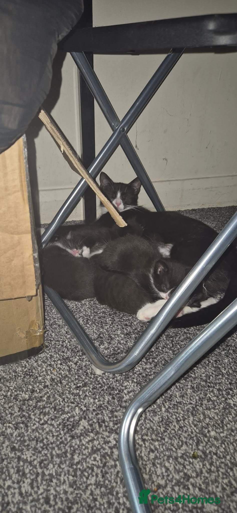 Mixed Breed cats Kittens for sale  - Advert 3