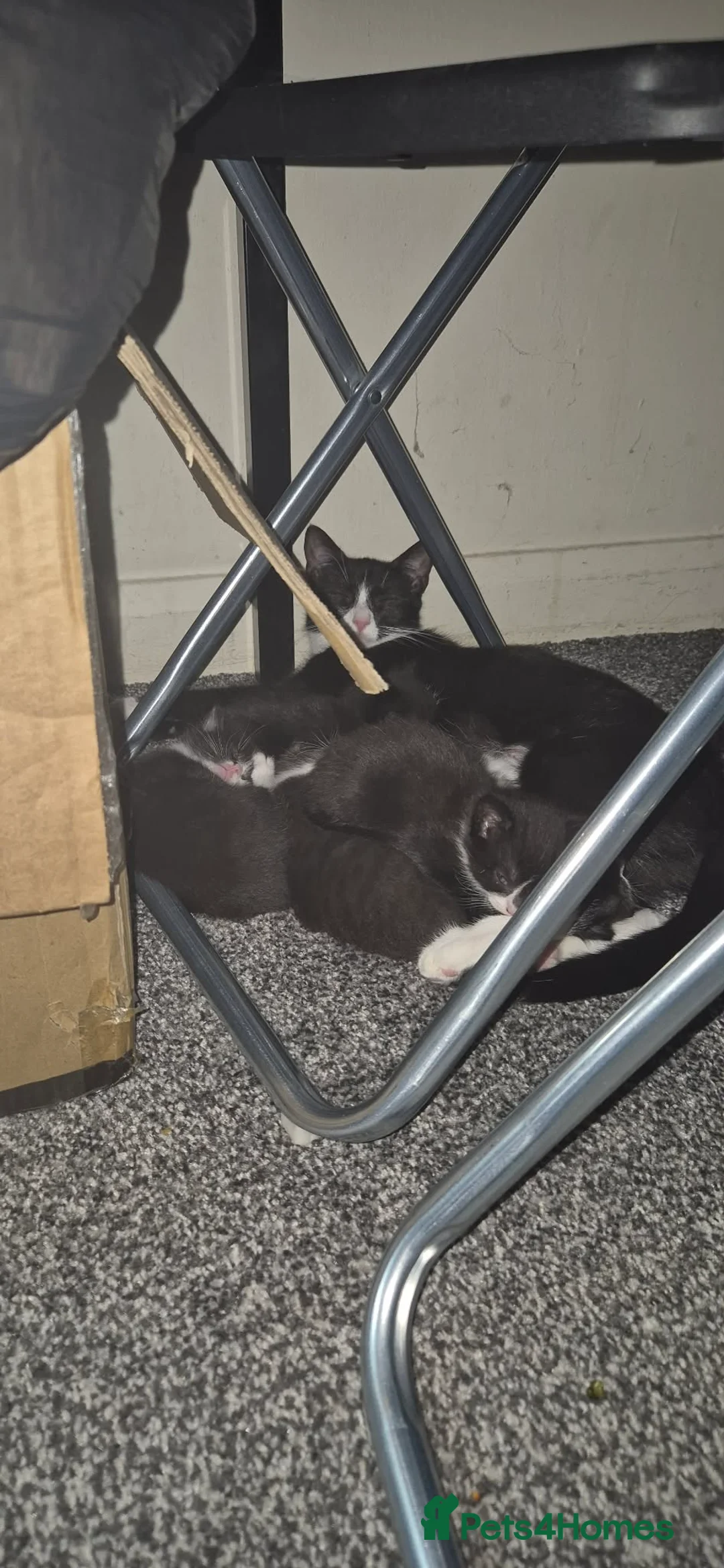 Mixed Breed cats for sale: Kittens for sale  in Gillingham - Advert 1