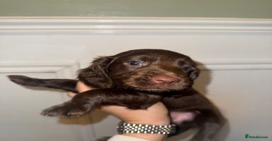 Cocker Spaniel dogs - Advert 11