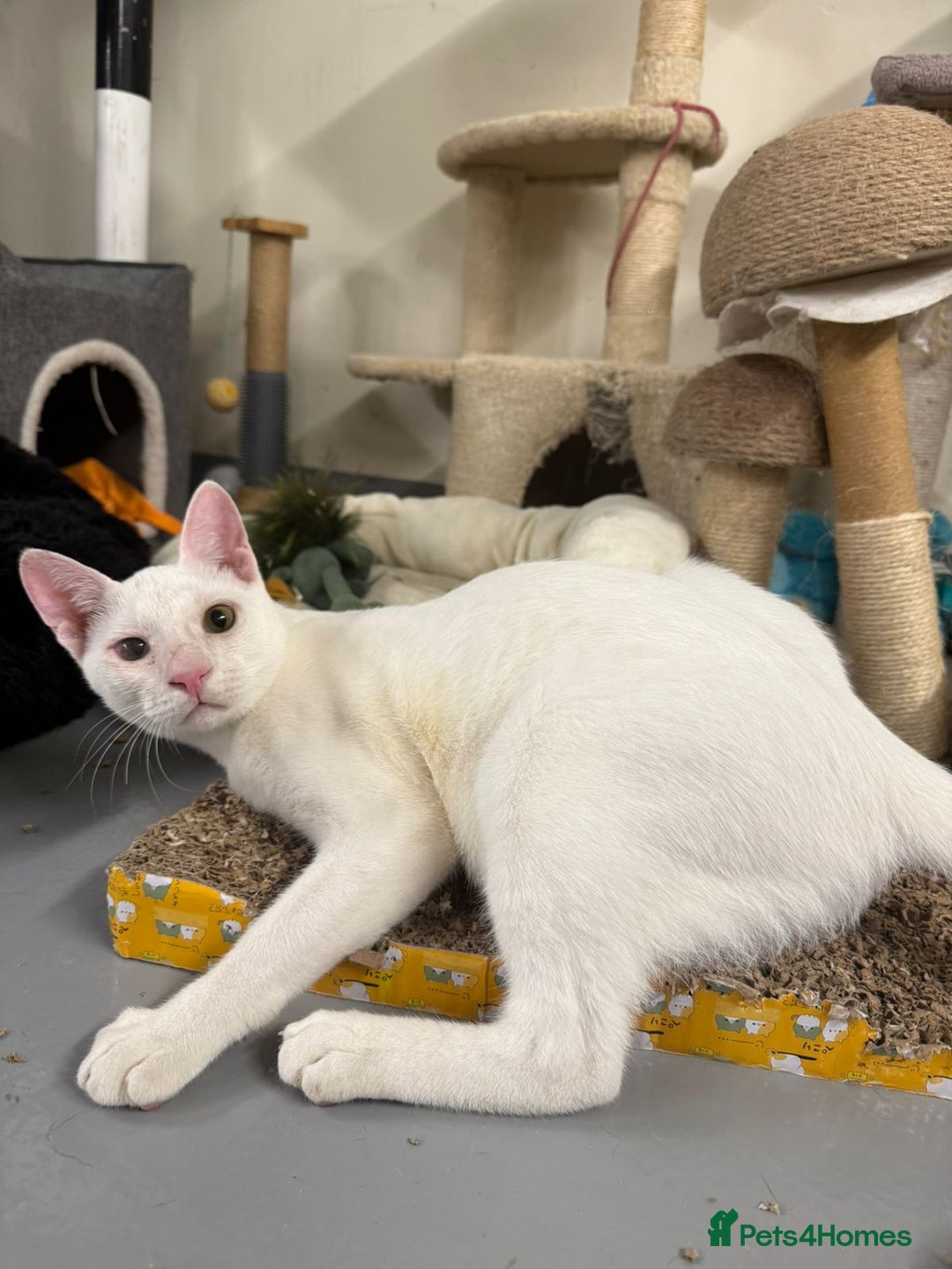 Mixed Breed cats for adoption: PIKA-PARKER SHORT HAIRBREED THAT LOOSE LITTLE HAIR - Advert 6