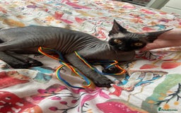 Sphynx cats for sale: TICA active black sphynx female  - Image 2
