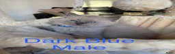 Ragdoll cats for sale: 💙6 Beautiful Pure Ragdoll Kittens💙 - Advert 25