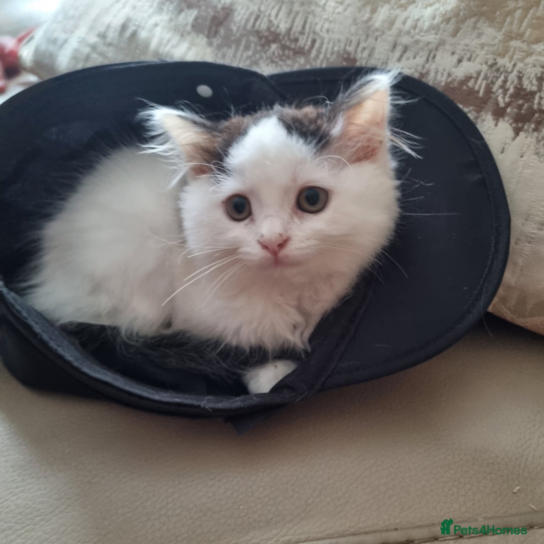 Ragdoll cats for sale: Female Kitten - Image 4