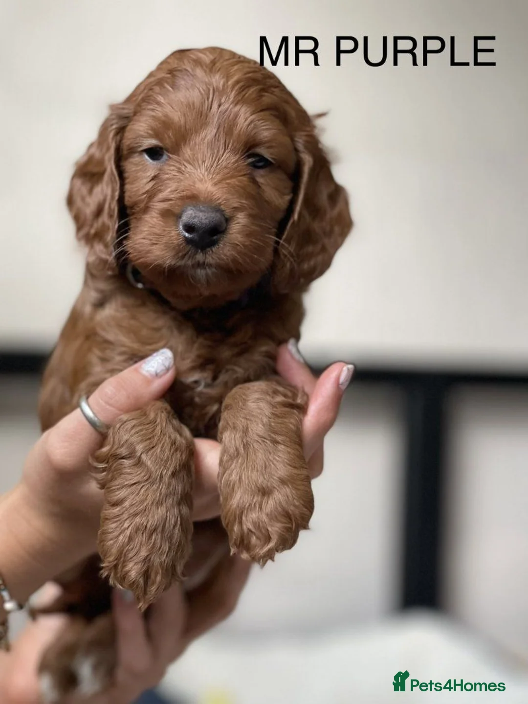 Cockapoo dogs for sale: Adorable Cockapoo Puppies for sale 2 Boys, 2 Girls in Southampton - Advert 5