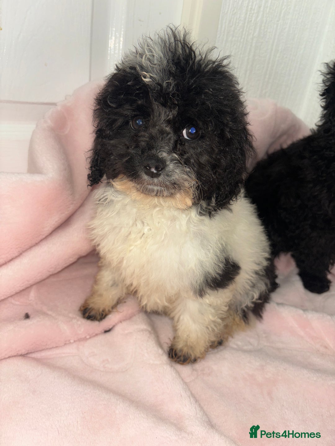 Cavapoo dogs for sale: Cavapoo puppies for sale  - Advert 12