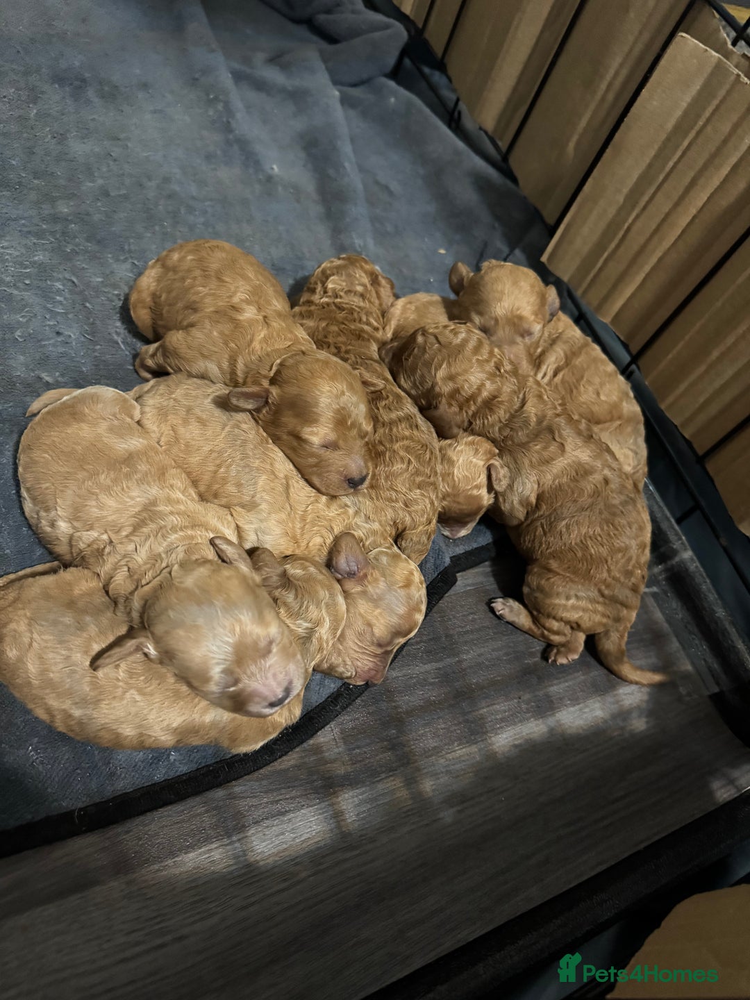 Miniature Poodle dogs for stud: For stud  in Rotherham - Advert 8