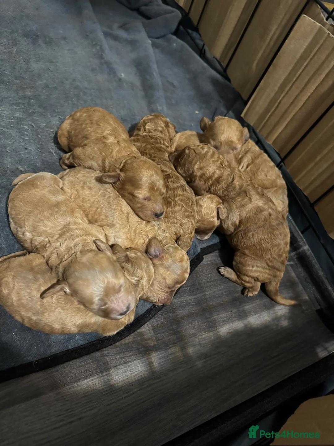 Miniature Poodle dogs for stud: For stud  in Rotherham - Advert 8