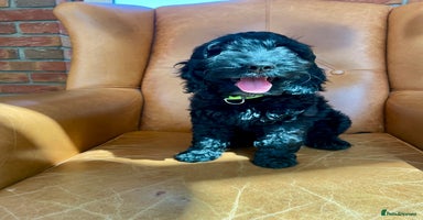 Cockapoo dogs - Advert 1