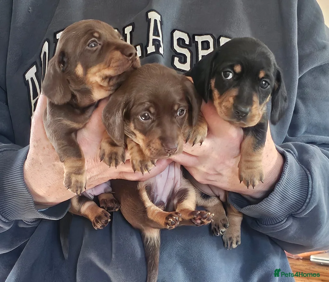 Miniature Dachshund dogs for sale: Miniature dachshund puppy for sale - Advert 1