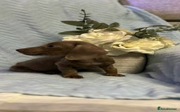 Miniature Dachshund dogs for sale: Miniature dachshund - Advert 4