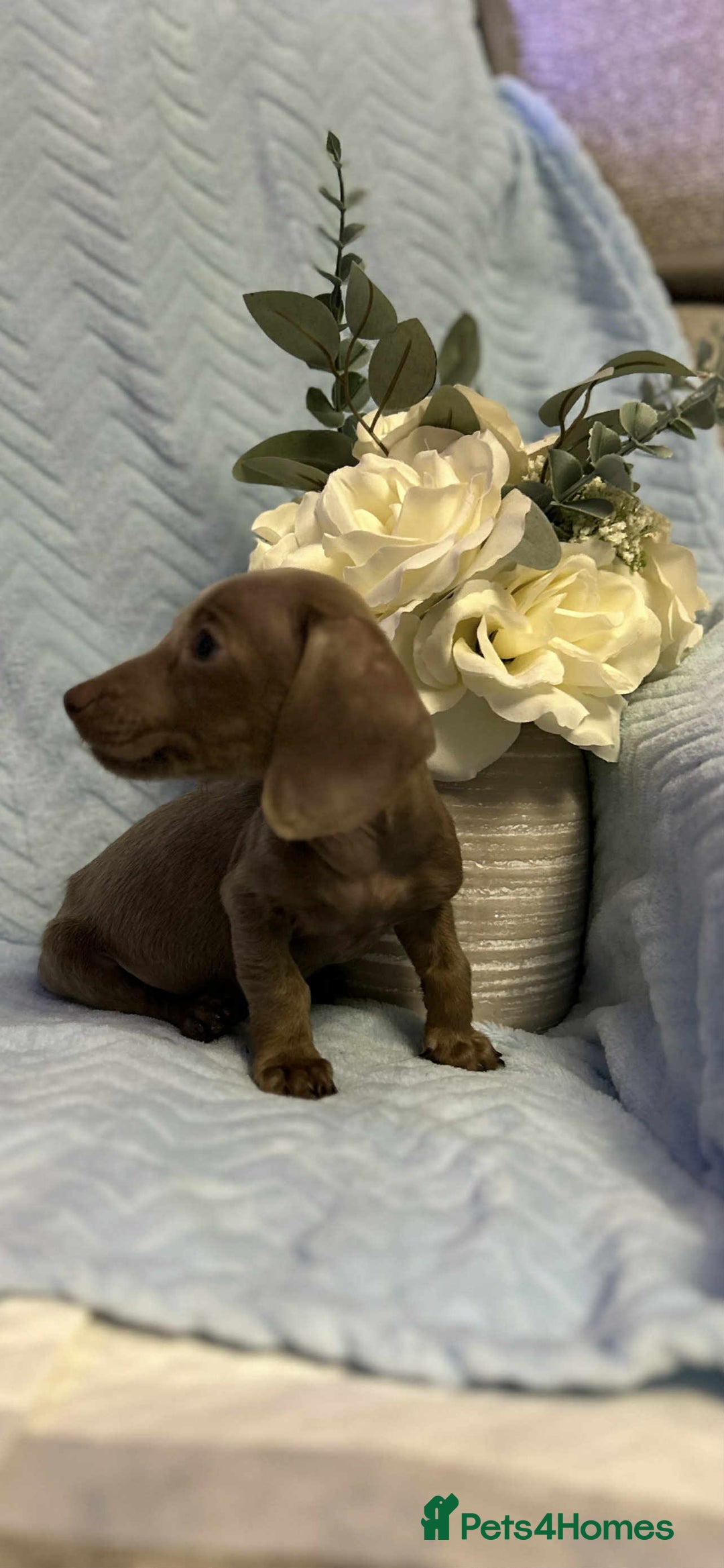 Miniature Dachshund dogs for sale: Miniature dachshund - Advert 4