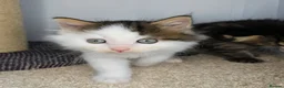 Maine Coon cats for sale:  Beautiful Maine coon kittens  - Advert 9