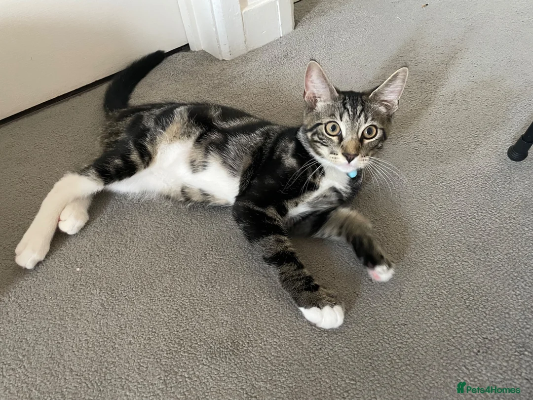 Mixed Breed cats for sale: Mixed breed (mum is a main coon) male kitten  - Advert 1