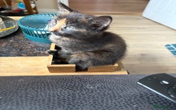 Domestic Shorthair cats for sale: 1 boy and 1 girl tabby and tortoiseshell - Image 7
