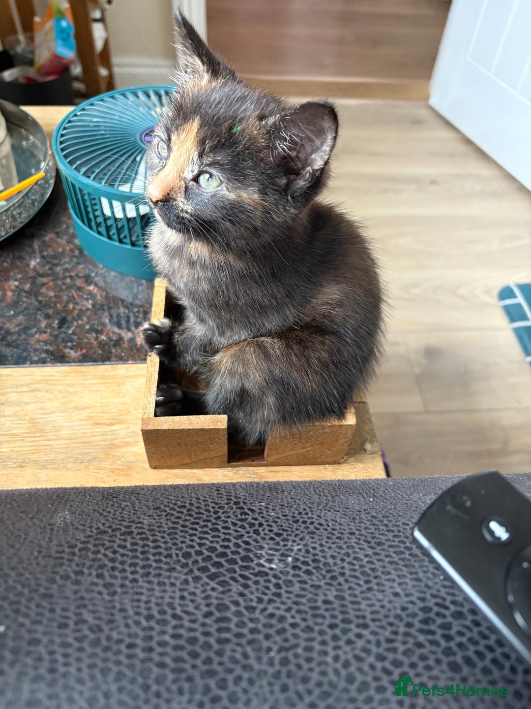 Domestic Shorthair cats for sale: 1 boy and 1 girl tabby and tortoiseshell - Image 7