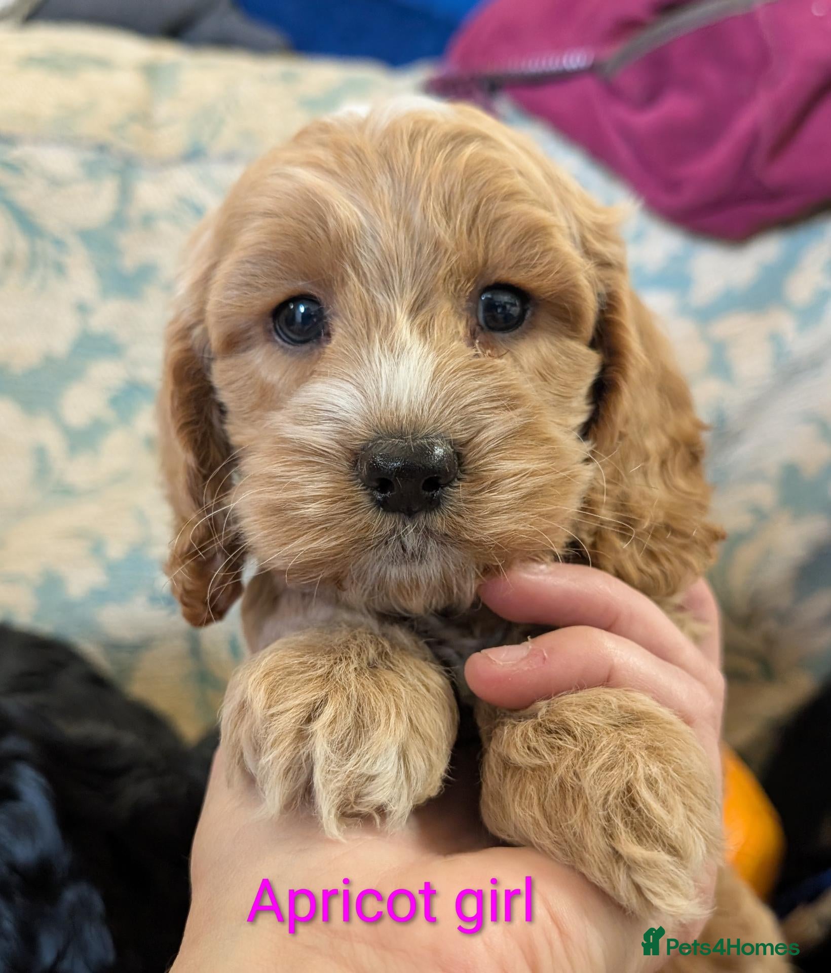 Cockapoo dogs Licensed breeder, health tested F1 cockapoo pups - Advert 14