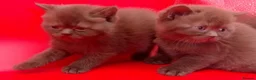 British Shorthair cats for sale: Chocolate/Cinnamon British Shorthair  - Advert 5