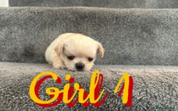Mixed Breed dogs for sale: 🐾 Adorable Puppies Ready for Forever Homes 🐾 - Advert 12
