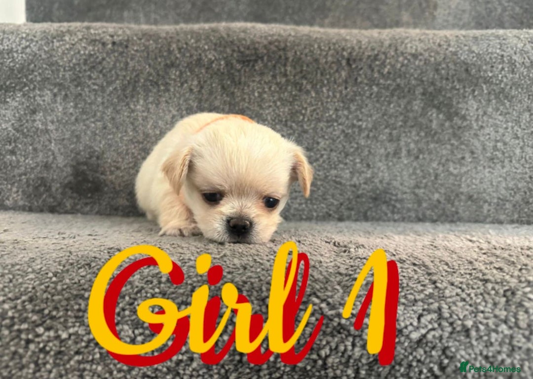Mixed Breed dogs for sale: 🐾 Adorable Puppies Ready for Forever Homes 🐾 - Advert 12