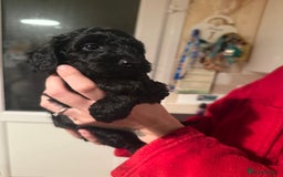 Cockapoo dogs for sale: Cockapoo f2 puppy  - Image 4